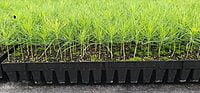 TS-256 Seedling Tray