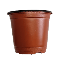 BN 100 Pot (2000 Pots) BN 100 Pot (2000 Pots)