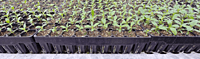 TS-48F Seedling Tray